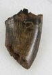 Partial Tyrannosaur Tooth - Hell Creek Formation #30510-1